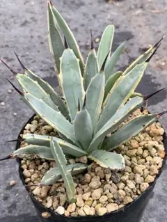 アガベ マクロアカンサ錦 中縞斑　　大株 アガベ マクロアカンサ錦 中縞斑 大株 アガベ マクロアカンサ錦