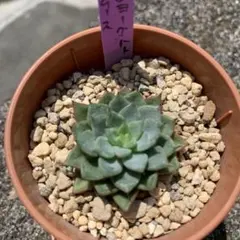 レモネ様 リクエスト 2点 まとめ商品