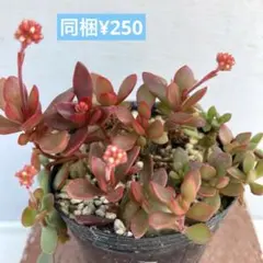 ぽんこ様 リクエスト 3点 まとめ商品