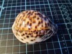 貝殻