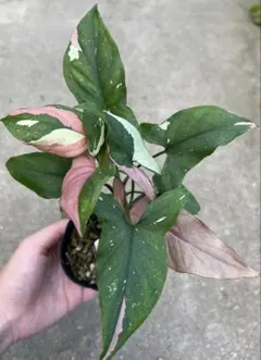 棘と花様 リクエスト 2点 まとめ商品