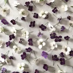 アリッサム 紫系150輪＋α ❀︎ドライフラワー❀︎ 小花