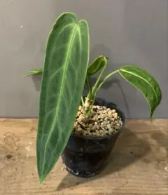 熱帯植物 ✨レア✨ アンスリウム ワロクアーナム