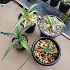 釈迦頭　苗　苗木　熱帯果樹　観葉植物 釈迦頭 苗 苗木 熱帯果樹 観葉植物 土日発送(1) - メルカリ