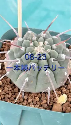 2026年最新】ギムノカリキウム バッテリーの人気アイテム - メルカリ