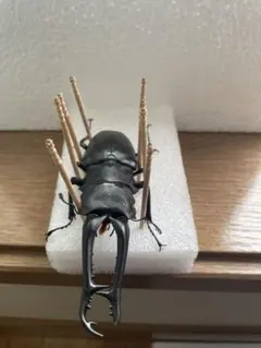 2026年最新】ノコギリクワガタ標本の人気アイテム - メルカリ