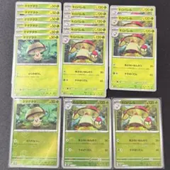 タマゲタケ モロバレル モンボレア有 セット