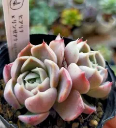 2025年最新】多肉リンゼアナの人気アイテム - メルカリ