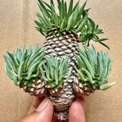 2025年最新】鉄甲丸の人気アイテム - メルカリ