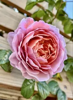 2026年最新】薔薇挿し木苗の人気アイテム - メルカリ