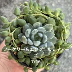 2026年最新】セネシオの人気アイテム - メルカリ