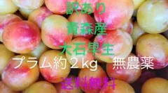訳あり◆プラム◆すもも◆約2kg◆大石早生◆青森県産◆無農薬◆産地直送のサムネイル