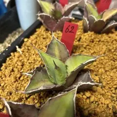 アガベ ハイブリッド キシロナカンサ×チタノタ 木刺×厳竜 台湾輸入