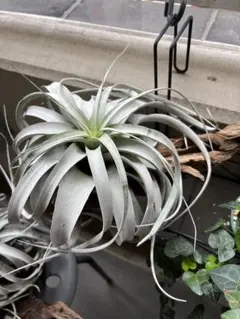 現物】P.veitchii wild #3 親株 群生 ビカクシダ - メルカリ