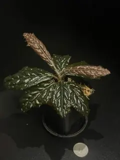Homalomena aff. vittifolia 