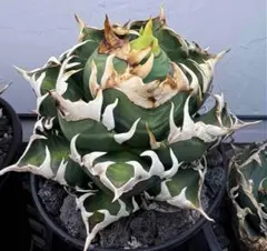 2026年最新】アガベ レッドキャットウィーズルの人気アイテム - メルカリ