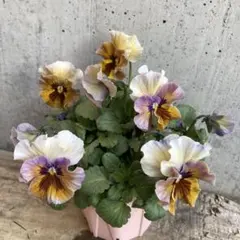 2026年最新】フェデネージュの人気アイテム - メルカリ