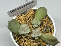 ❤️ショップへ移行❤️多肉植物❤️シュークリーム❤️         葉挿しっ子♪札なし