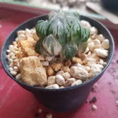 多肉植物 ハオルチア OB-1オブツーサ錦 鮮明錦 糊斑 超美品 - メルカリ