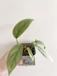 2025年最新】ピナツムセブブルーの人気アイテム - メルカリ