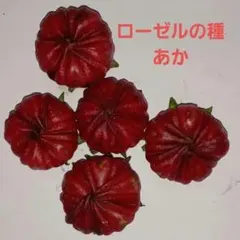 ローゼルの種「あか」のサムネイル