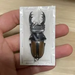 ※大型良型　ドンミヤマクワガタ♂野外標本 ミヤマクワガタ標本 70mm 【大型個体】 - メルカリ