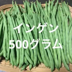 7/13 新鮮朝採り野菜　インゲン10のサムネイル