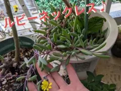 多肉　ルビーネックレス♪