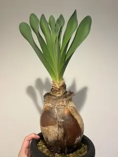 2025年最新】ブーファン ハエマンソイデスの人気アイテム - メルカリ