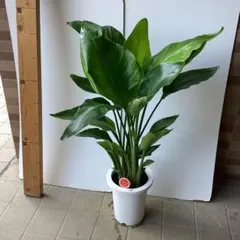 2026年最新】オーガスタ 観葉植物の人気アイテム - メルカリ