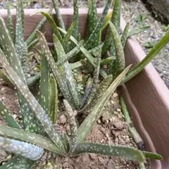 健康的なアロエベラ苗(白い斑点）中型苗