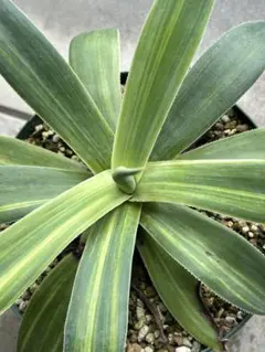 2025年最新】翡翠盤 アガベの人気アイテム - メルカリ