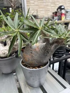 原色花卉病害虫百科 7 - メルカリ
