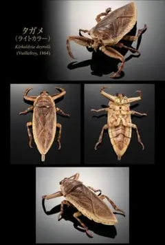 Item thumbnail for item 5f9b2e3f-d846-4500-921f-8ead2fe68872