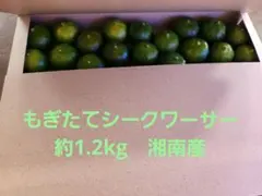 桃子様専用　湘南産【シークワーサー】箱入り約600g　約30粒