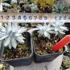 morii様 リクエスト 2点 まとめ商品