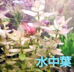 1本 ルドヴィジア トルネード♪ 水中葉 無農薬 インクリナータ sp