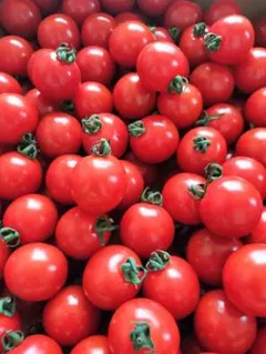 ミニトマト900g 品種:千果ミニトマトのサムネイル