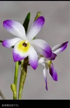 T. straminea 'Deep Purple'(しばらく出品はありません) - メルカリ