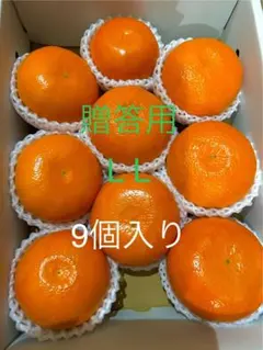 ラスト1箱 麗紅LL 9個 特選 贈答用 濃い味と甘さ特徴　有田みかん　平箱