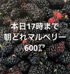 マイケル様 リクエスト 2点 まとめ商品