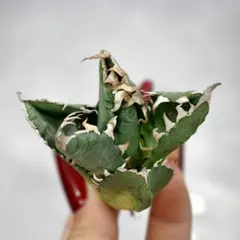 2026年最新】アガベ台湾ゴジラの人気アイテム - メルカリ