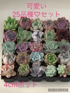 多肉植物 多肉永遠苗♡小苗セット③ - メルカリ