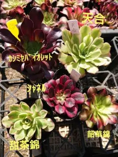 ☆多肉植物☆新春③アエオニウム５苗セット☆