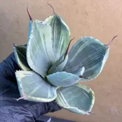 2026年最新】アガベ ライムストリークの人気アイテム - メルカリ