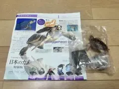 ネイチャーテクニカラー 日本のカメ 特装版 アカウミガメのサムネイル