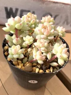 みかちゃん様専用　ピンクローサ⑯ 6㎝ポット抜き苗　多肉植物