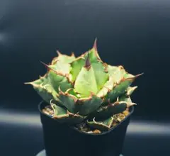 2026年最新】アガベ チタノタ ノーネームの人気アイテム - メルカリ