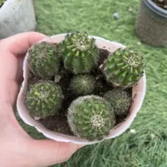 短毛丸　ピンク　多肉　多肉植物　サボテン エキノプシス　赤ちゃんサボテン