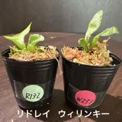 R129 W248 ビカクシダ リドレイ ウィリンキー セット - メルカリ